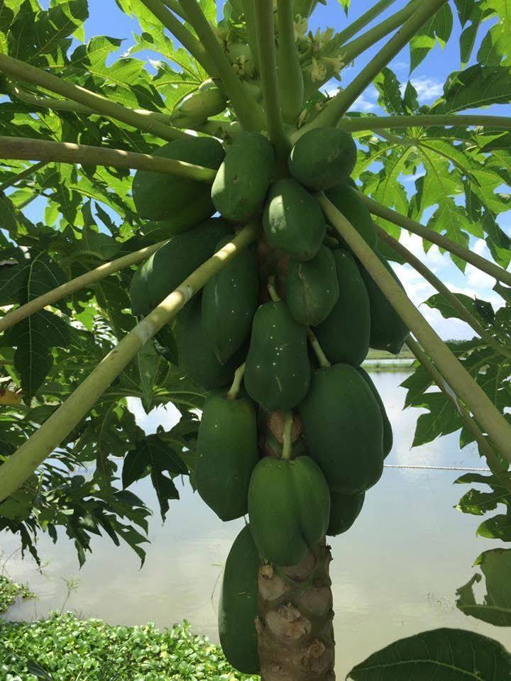frutnveg 33